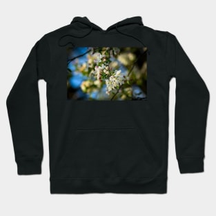 Blossoms of Spring Hoodie